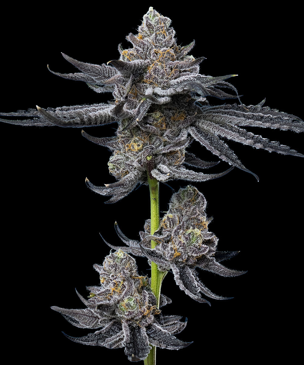 LFG Strain – product view 1