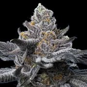 LFG Strain – product view 2
