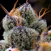 LFG Strain – product view 3