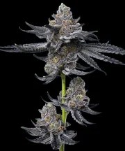 LFG Strain – product view 6