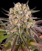 Limoncello Strain – product view 1