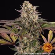 Limoncello Strain – product view 2