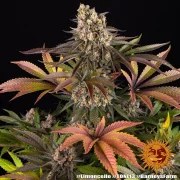 Limoncello Strain – product view 3