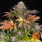 Limoncello Strain – product view 4