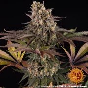 Limoncello Strain – product view 5