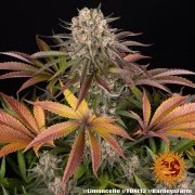 Limoncello Strain – product view 6