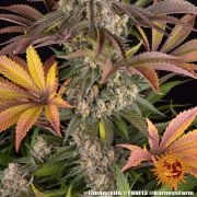 Limoncello Strain – product view 7