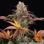 Limoncello Strain – product view 8