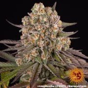 Limoncello Strain – product view 9