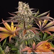 Limoncello Strain – product view 10