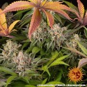 Limoncello Strain – product view 11