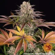 Limoncello Strain – product view 12