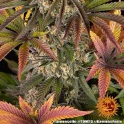 Limoncello Strain – product view 13