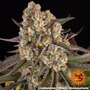 Limoncello Strain – product view 14
