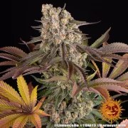 Limoncello Strain – product view 15