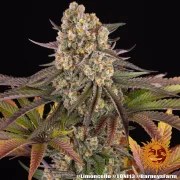 Limoncello Strain – product view 16