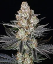 Papaya Frosting Strain – product view 1