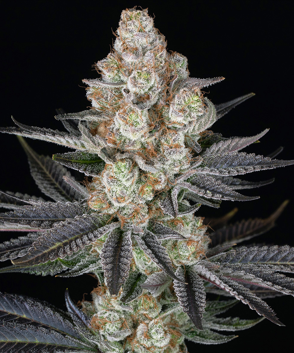 Papaya Frosting Strain – product view 1