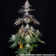 Papaya Frosting Strain – product view 3