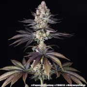 Papaya Frosting Strain – product view 4