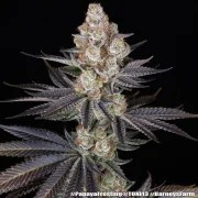 Papaya Frosting Strain – product view 5