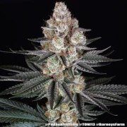 Papaya Frosting Strain – product view 6