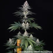Papaya Frosting Strain – product view 7