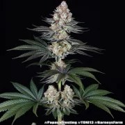 Papaya Frosting Strain – product view 8