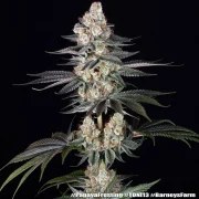 Papaya Frosting Strain – product view 9
