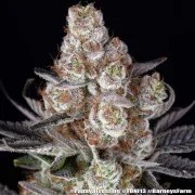 Papaya Frosting Strain – product view 10