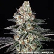 Papaya Frosting Strain – product view 11