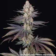 Papaya Frosting Strain – product view 12
