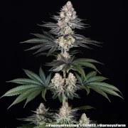 Papaya Frosting Strain – product view 13