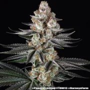 Papaya Frosting Strain – product view 14