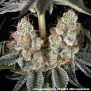 Papaya Frosting Strain – product view 15