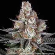 Papaya Frosting Strain – product view 16