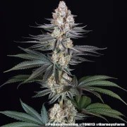 Papaya Frosting Strain – product view 17