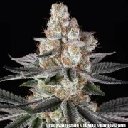 Papaya Frosting Strain – product view 18
