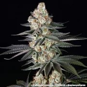 Papaya Frosting Strain – product view 19
