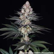 Papaya Frosting Strain – product view 20