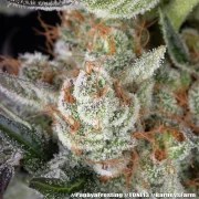 Papaya Frosting Strain – product view 21