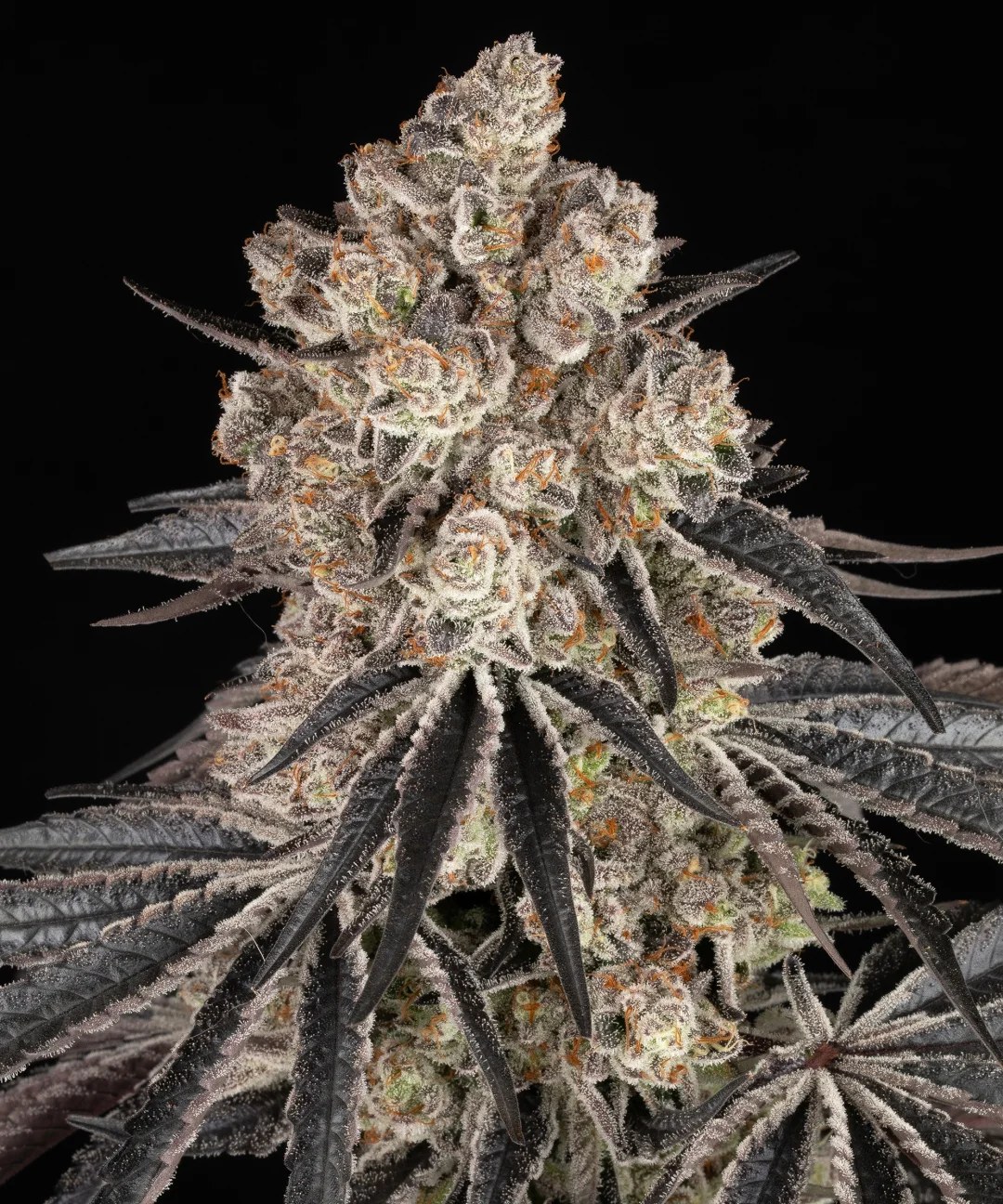 Rainbow Sherbet Strain – product view 1