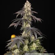 Rainbow Sherbet Strain – product view 2