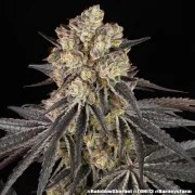 Rainbow Sherbet Strain – product view 3