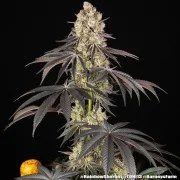 Rainbow Sherbet Strain – product view 4