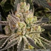 Rainbow Sherbet Strain – product view 5