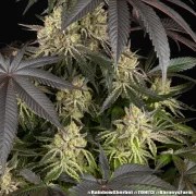 Rainbow Sherbet Strain – product view 6