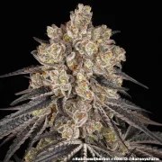 Rainbow Sherbet Strain – product view 7