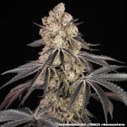 Rainbow Sherbet Strain – product view 8
