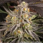 Rainbow Sherbet Strain – product view 9